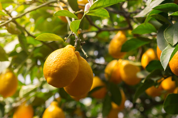 Green trees with ripe yellow lemons