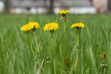 dandelion flowers in green grass