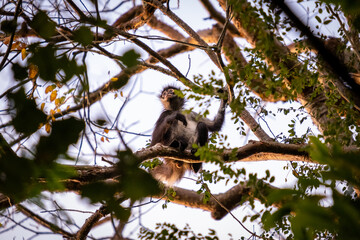 Wild spider monkey in the jungle sitting on a tree. Spider monkey closeup. 