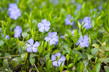 periwinkle flowers growing