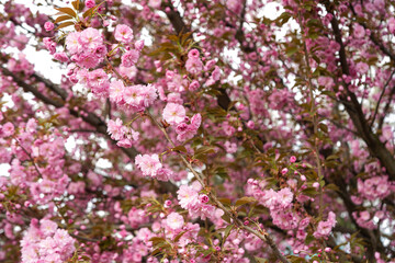 sakura flowers blooming in spring