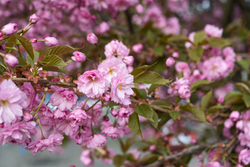sakura flowers blooming in spring