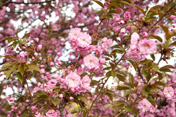 sakura flowers blooming in spring