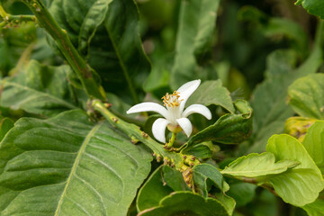 Candid orange tree branch with fruit and flower growing at the organic household. Authentic farm series.