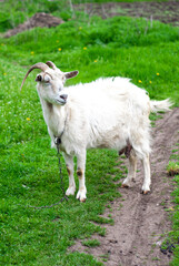 Fototapeta premium white goat on a meadow