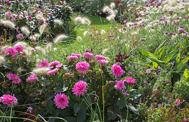 summerly flower bed with dahlia and decorative grasses