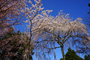 Yoshinoyama sakura cherry blossom during spring. Mount Yoshino in Nara Prefecture, Japan's most famous cherry blossom viewing spot - 日本 奈良 吉野山の千本桜