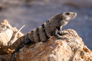 Closeup of an iguana on rocks. Mexican iguana. iguana closeup. 
