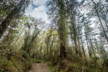 Beautiful enchanted forest in the Spanish Basque Country