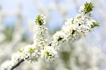 The apple tree is in bloom. A branch of a flowering tree