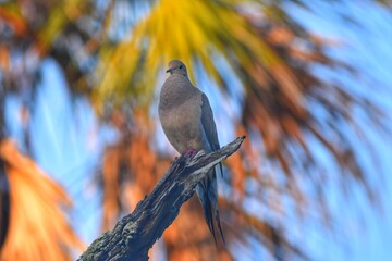 Mourning Dove with Palm Trees