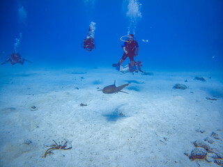 Nurse shark with divers. Blue water