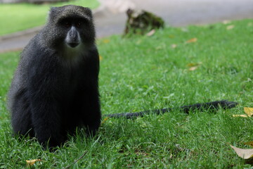 Affe am gaffe