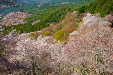 Yoshinoyama sakura cherry blossom during spring. Mount Yoshino in Nara Prefecture, Japan's most famous cherry blossom viewing spot - 日本 奈良 吉野山の千本桜