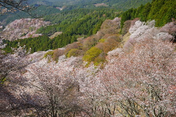 Fototapeta na wymiar Yoshinoyama sakura cherry blossom during spring. Mount Yoshino in Nara Prefecture, Japan's most famous cherry blossom viewing spot - 日本 奈良 吉野山の千本桜