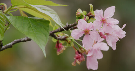 Pink sakura flower, cherry blossom