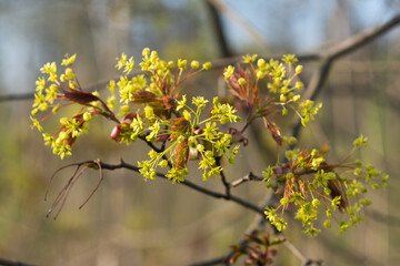 Norway maple, Acer platanoides flowers closeup selective focus