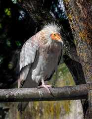 Egyptian vulture on the branch. Latin name - Neophron percnopterus	
