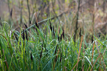 lesser pond-sedge (Carex acutiformis) flowers closeup selective focus