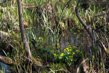 Caltha palustris,  marsh-marigold yellow flowers selective focus 