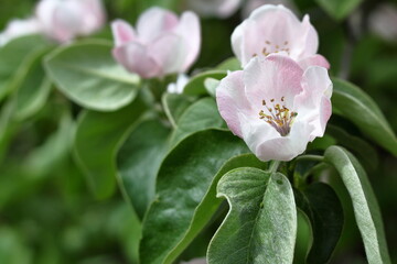 spring flowering soft pink quince flower