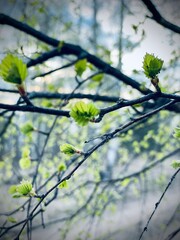leaves against blue sky