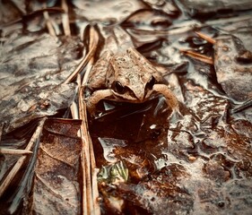 close up of a leaf