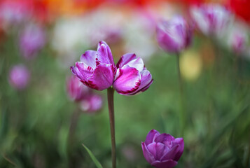 Spring flowers tulips. Purple tulip on a blurred green background. Beautiful postcard, banner. Selective soft focus