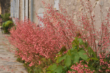 Architecture & Flowers