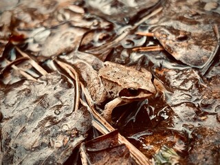 dried background