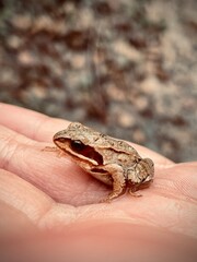 frog on the hand