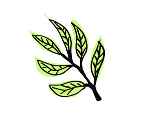 Olive Leaves. Hand drawn illustration. Vector outline