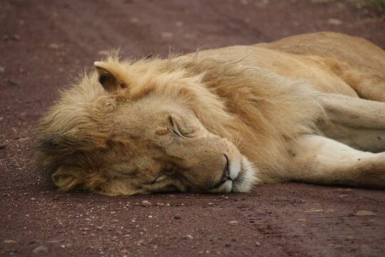 Nie 이미지 찾아보기 4,190 스톡 사진, 벡터 및 비디오 Adobe Stock