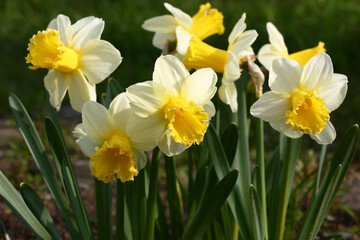 A large number of narcissuses look brightly and contrastly in beams of the morning sun.