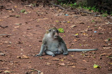 Asian Monkey on the Ground