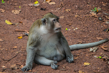 Asian Monkey on the Ground
