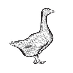 Hand Drawn Graphic goose on a white background. Good for logo. - obrazy, fototapety, plakaty