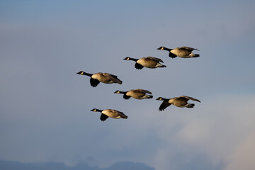 Canada Geese Flight Formation