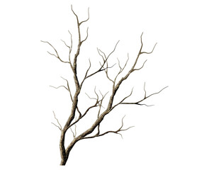 dry tree branches vector illustrations