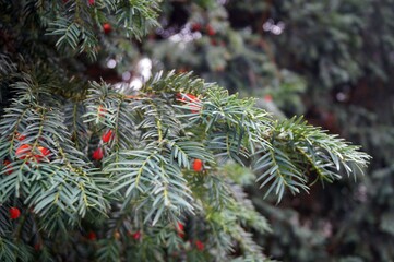 Spruce branches with berries. Close-up 