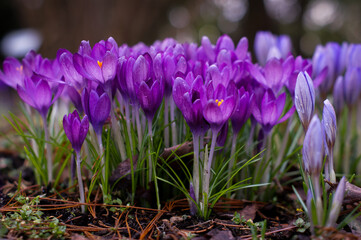 A bunch of beautiful purple lilac flowers growing in botanical garden. One of the early blooming spring flowers - crocuses. Old dead pine needles lying on the ground.