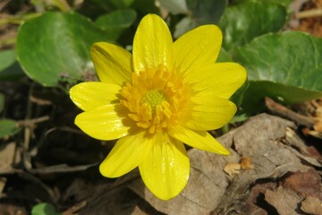 Yellow caltha flower in the garden in spring, closeup