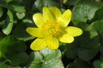 Beautiful yellow caltha flower in the garden on green leaves background, closeup