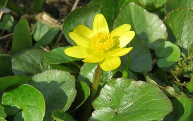 Yellow spring caltha flower in the garden on natural green leaves background, closeup