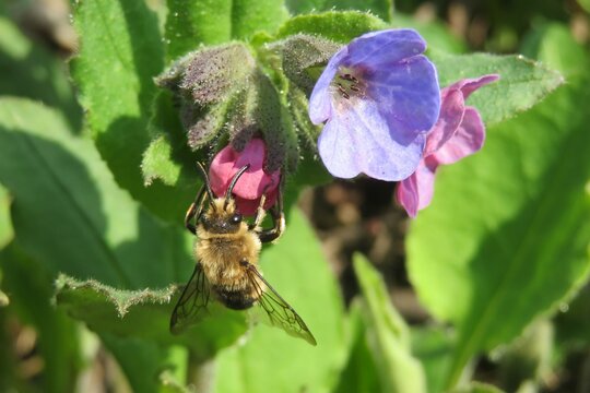 Horned bee on colorful lungwort flowers in the garden in spring, closeup