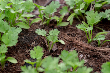 Tiny Coriander in home garden