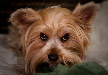 yorkshire terrier portrait