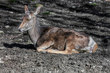 European red deer female on the ground. Latin name - Cervus elaphus hippelaphus