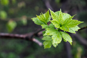 Close-up of young maple leaves with rain drops. The symbol of the spring awakening of nature, a beautiful background with plants. 
