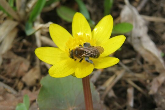 Bee on yellow caltha flower in garden in spring, closeup